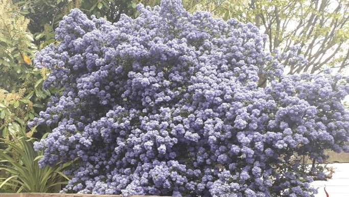 20210505-Ceonothus