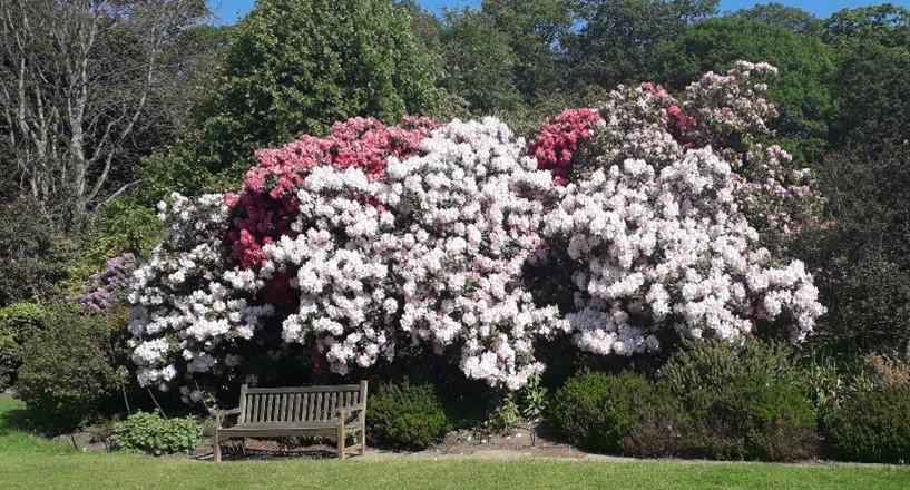 20210609-Rhododendrons