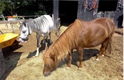 20210804-HorseSanctuary