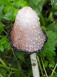 20210811-Fungi